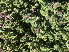 Lamium amplexicaule