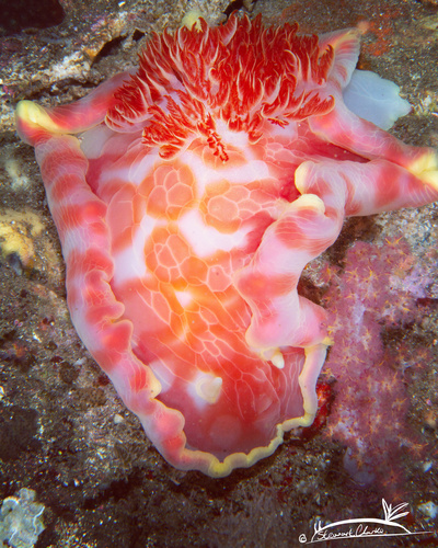 Giant Spanish Dancer