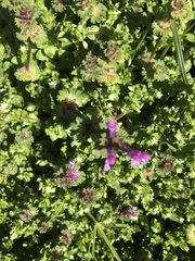 Lamium amplexicaule