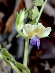 Vicia barbazitae