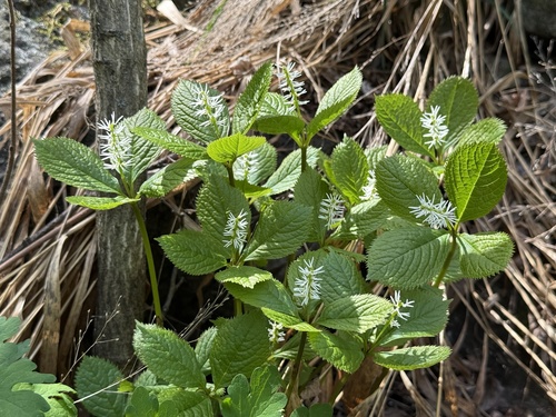 Chloranthus quadrifolius (Chloranthus quadrifolius)