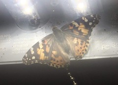 Vanessa cardui