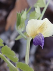 Vicia barbazitae
