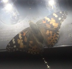 Vanessa cardui