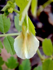 Vicia barbazitae