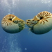 Nautiluses - Photo (c) Kai Squires, some rights reserved (CC BY), uploaded by Kai Squires