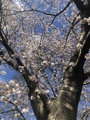 Prunus serrulata