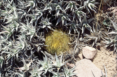 Parodia chrysacanthion