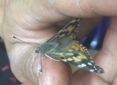 Vanessa cardui