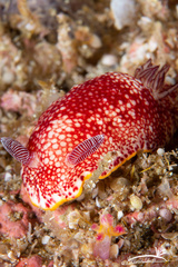 Goniobranchus tinctorius