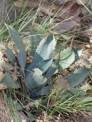 Agave guadalajarana