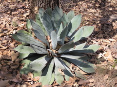 Agave guadalajarana