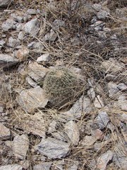 Mammillaria grusonii