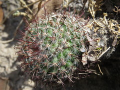Mammillaria jaliscana jaliscana