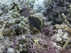 Canthigaster papua