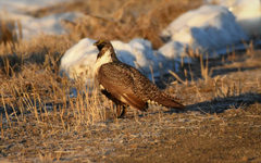 Centrocercus urophasianus