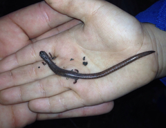 Batrachoseps major major