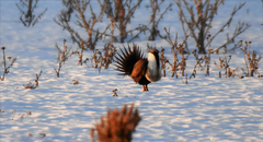 Centrocercus urophasianus