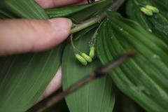 Polygonatum arisanense