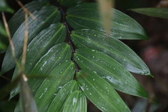 Polygonatum arisanense