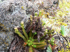 Alchemilla hispidula