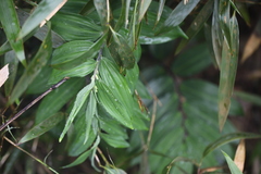 Polygonatum arisanense
