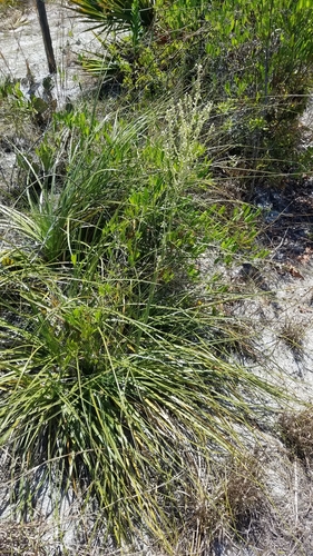 Nolina image
