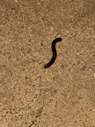 iNaturalist observation photo of Tylobolus