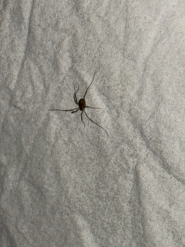 iNaturalist observation photo of Harvestmen