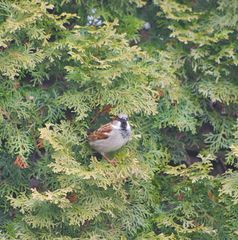 Passer domesticus