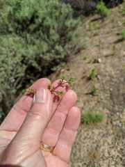Lastarriaea coriacea