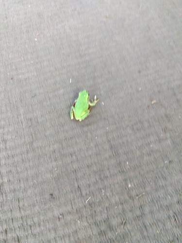 Eastern Japanese Tree Frog