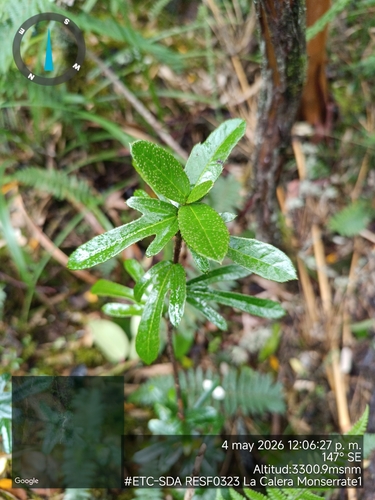 Oreopanax mutisianus, photograph 3