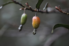Elaeagnus thunbergii