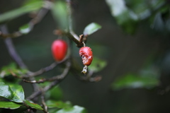 Elaeagnus thunbergii