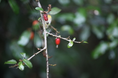Elaeagnus thunbergii
