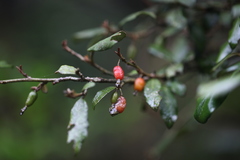 Elaeagnus thunbergii