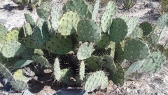 Opuntia rastrera