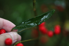 Ardisia crispa