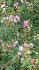 Mimosa albida