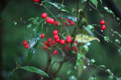 Ardisia crispa