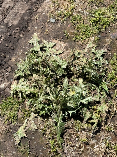 iNaturalist observation photo of Thistles and Burdocks