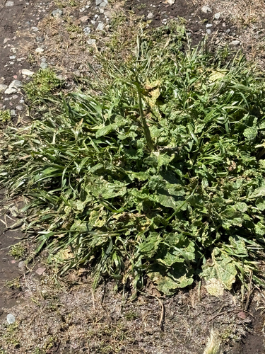 iNaturalist observation photo of Dicots