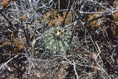 Parodia ayopayana