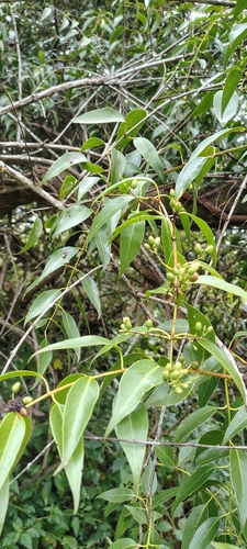 Tripodanthus acutifolius, photograph 1
