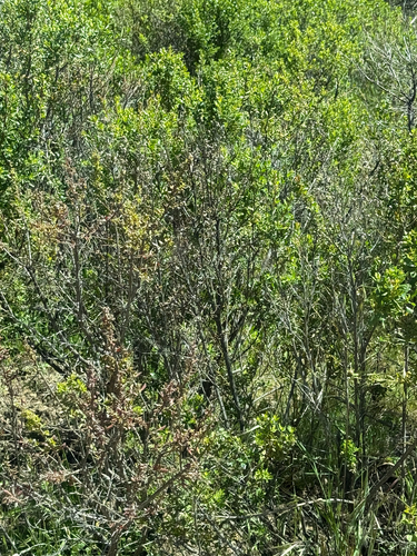 iNaturalist observation photo of coyote brush