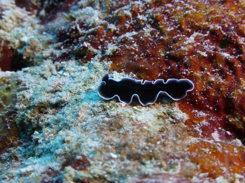 Pseudoceros lactolimbus photographed in Palau