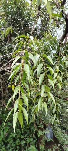 Tripodanthus acutifolius, photograph 2