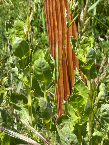 iNaturalist observation photo of Pepperweeds