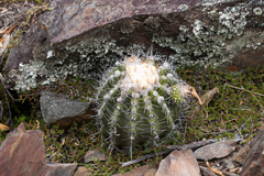 Parodia ayopayana